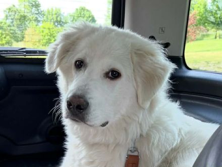 Klara sucht eine neue Familie