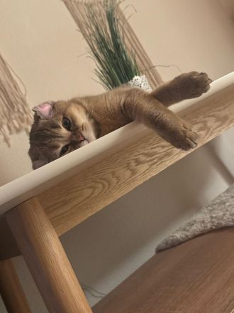British Kurzhaar Katze – liebevolle Hauskatze abzugeben