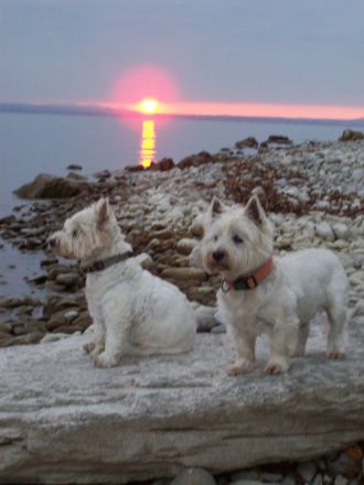 Suche Westie Hündin - suche West Highland White Terrier Hündin Suche