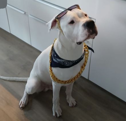 DECKRÜDE reinrassig Dogo Argentino