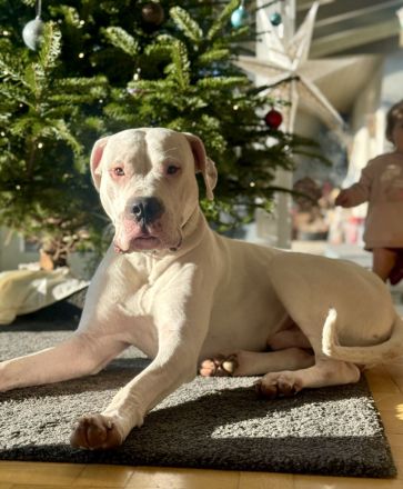 DECKRÜDE reinrassig Dogo Argentino