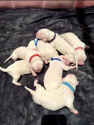DECKRÜDE reinrassig Dogo Argentino