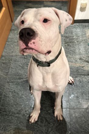 DECKRÜDE reinrassig Dogo Argentino