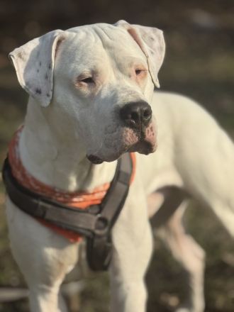 DECKRÜDE reinrassig Dogo Argentino