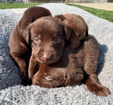 Prodáváme labradora