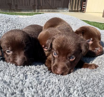 Prodáváme labradora