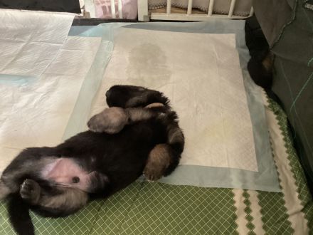 Altdeutsche Schäferhund Welpen