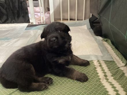 Altdeutsche Schäferhund Welpen