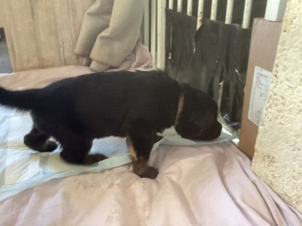 Altdeutsche Schäferhund Welpen