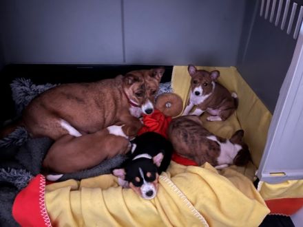Welpen Basenji_Geb.Dat. 10.12.2025