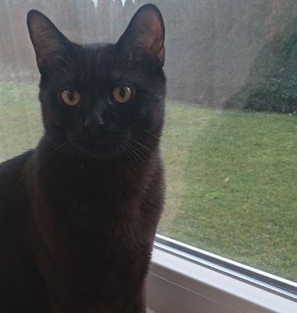 Bombay Kater