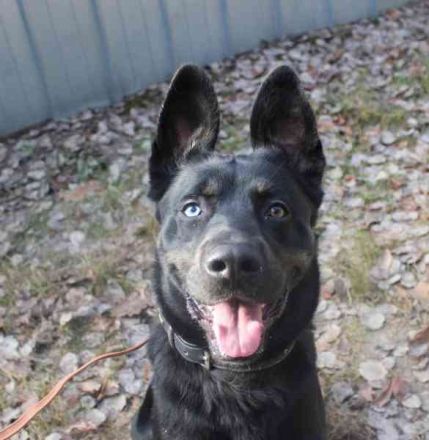 Dante, Schäferhund-Husky-Mix, geb.2024, neugierig, freundlich und voller Energie