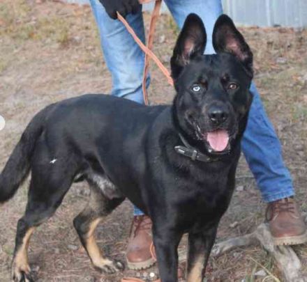 Dante, Schäferhund-Husky-Mix, geb.2024, neugierig, freundlich und voller Energie