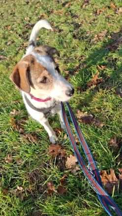 Lilly sucht ein Zuhause