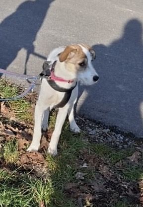 Lilly sucht ein Zuhause