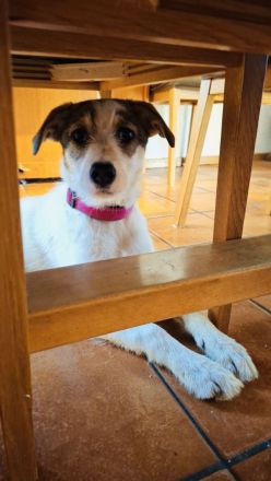 Lilly sucht ein Zuhause