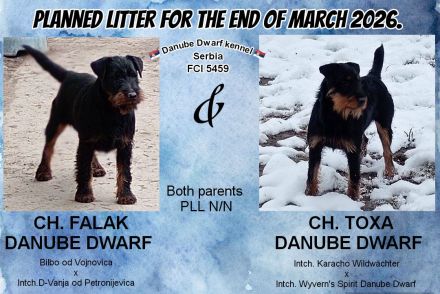 Danube Dwarf kennel