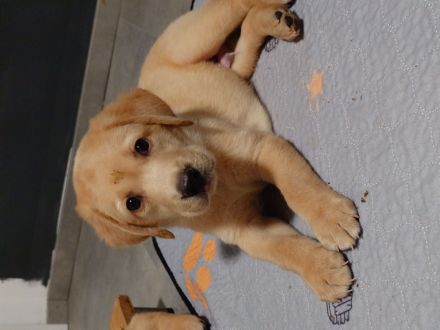 Handaufzuchts Welpen Labrador/Golden Retriever Mix