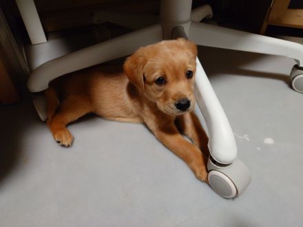 Handaufzuchts Welpen Labrador/Golden Retriever Mix