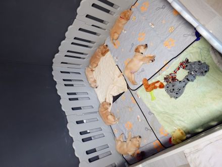 Handaufzuchts Welpen Labrador/Golden Retriever Mix