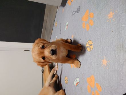 Handaufzuchts Welpen Labrador/Golden Retriever Mix