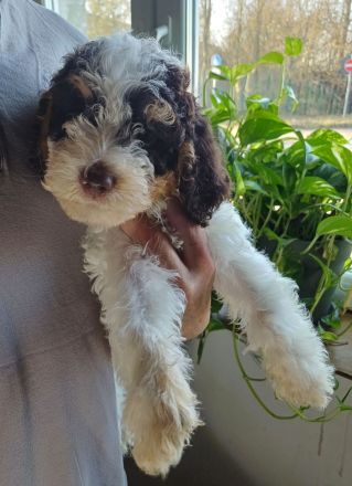 Lagotto Romagnolo Welpen aus Brandenburg