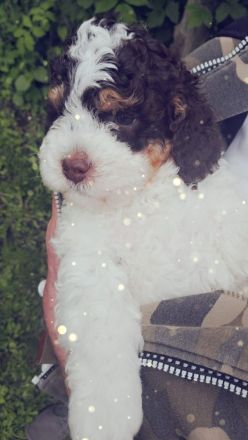 Lagotto Romagnolo Welpen aus Brandenburg