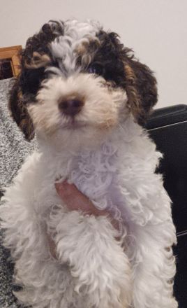 Lagotto Romagnolo Welpen aus Brandenburg