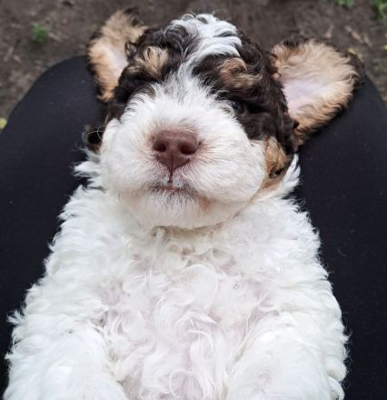 Lagotto Romagnolo Welpen aus Brandenburg