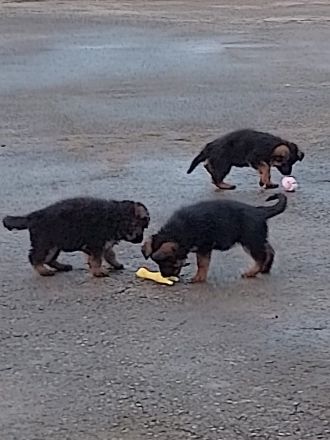 Schäferhundwelpen Lang- und Stockhaar