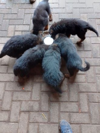 Schäferhundwelpen Lang- und Stockhaar