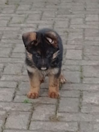 Schäferhundwelpen Lang- und Stockhaar
