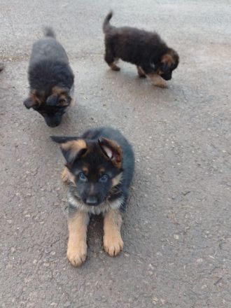 Schäferhundwelpen Lang- und Stockhaar