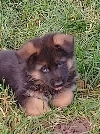 Schäferhundwelpen Lang- und Stockhaar