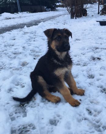 Deutsche Schäferhundwelpen mit SV/VDH Papieren.
