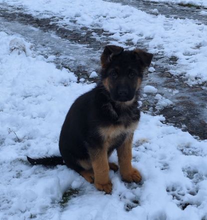Deutsche Schäferhundwelpen mit SV/VDH Papieren.