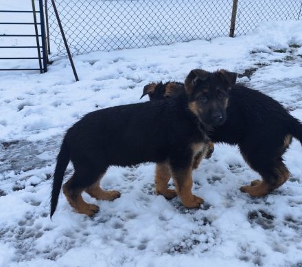 Deutsche Schäferhundwelpen mit SV/VDH Papieren.