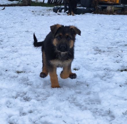 Deutsche Schäferhundwelpen mit SV/VDH Papieren.