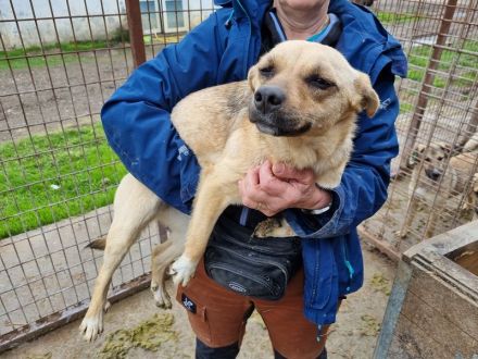 Kila, wer zeigt der lieben Junghündin, daß es mit Menschen schön sein kann? 1J, 40 cm