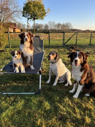 Pfotenverliebt-Hundebetreuung