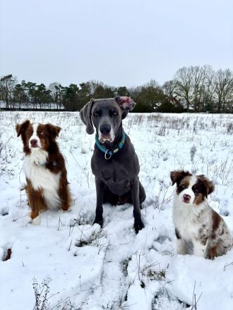 Pfotenverliebt-Hundebetreuung