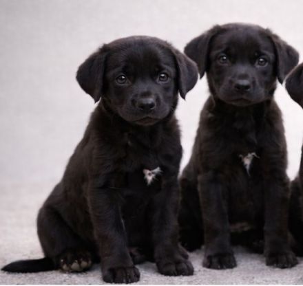 3 kleine Labradorwelpen auf der Suche nach einem Zuhause