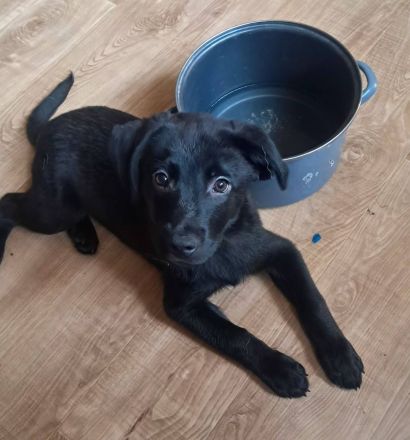 3 kleine Labradorwelpen auf der Suche nach einem Zuhause