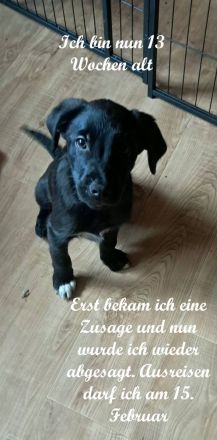 3 kleine Labradorwelpen auf der Suche nach einem Zuhause