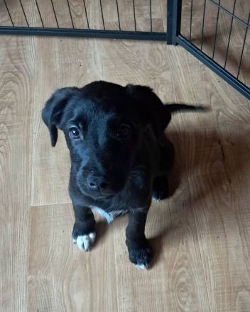 3 kleine Labradorwelpen auf der Suche nach einem Zuhause