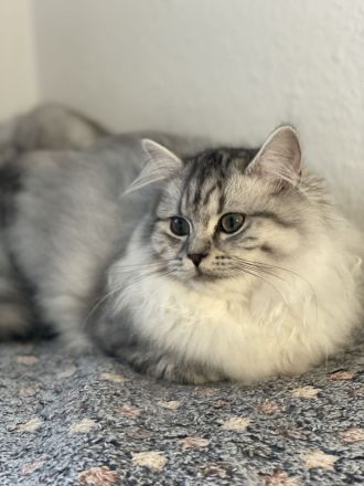 🐾 Zauberhafte BKH/BLH-Kitten suchen liebevolles Zuhause 🐾