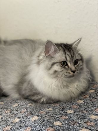 🐾 Zauberhafte BKH/BLH-Kitten suchen liebevolles Zuhause 🐾