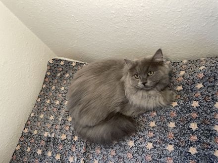🐾 Zauberhafte BKH/BLH-Kitten suchen liebevolles Zuhause 🐾