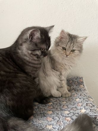 🐾 Zauberhafte BKH/BLH-Kitten suchen liebevolles Zuhause 🐾