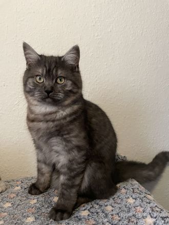 🐾 Zauberhafte BKH/BLH-Kitten suchen liebevolles Zuhause 🐾